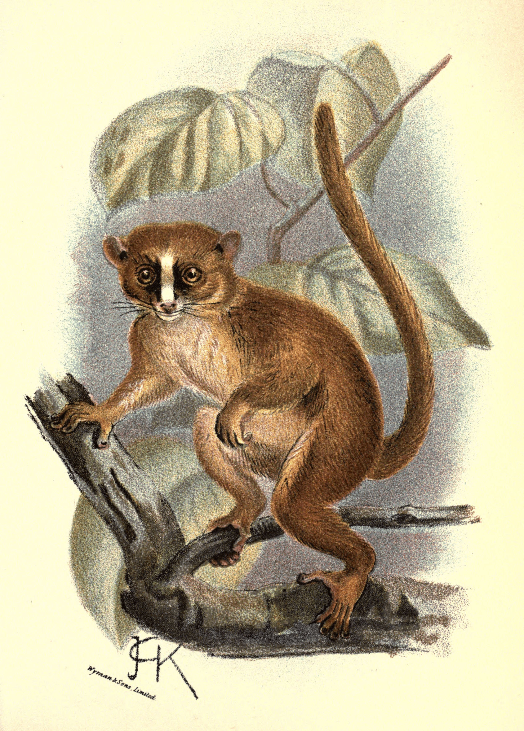 Plate VI.