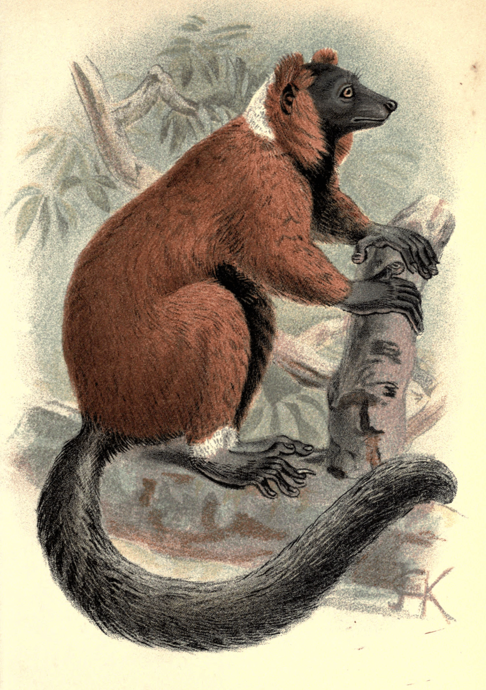 Plate VII.