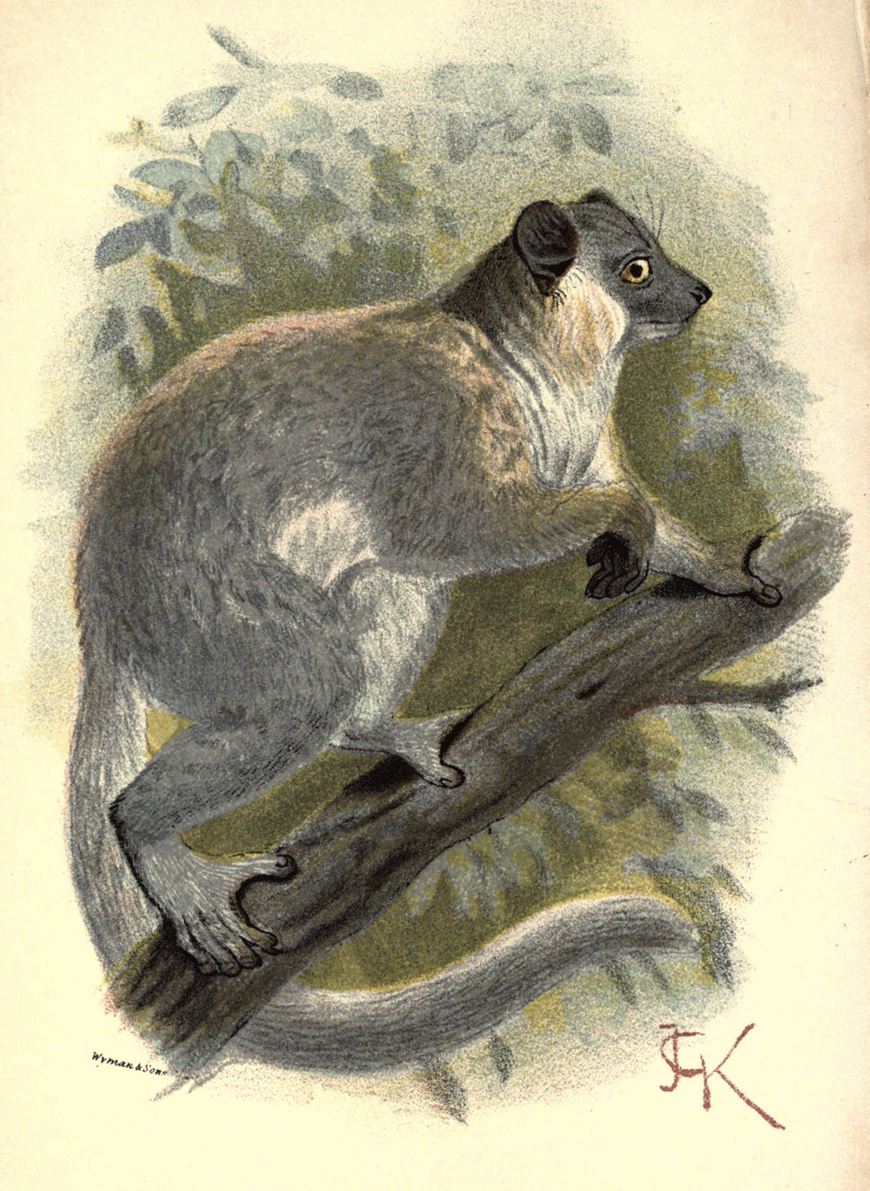 Plate IX.