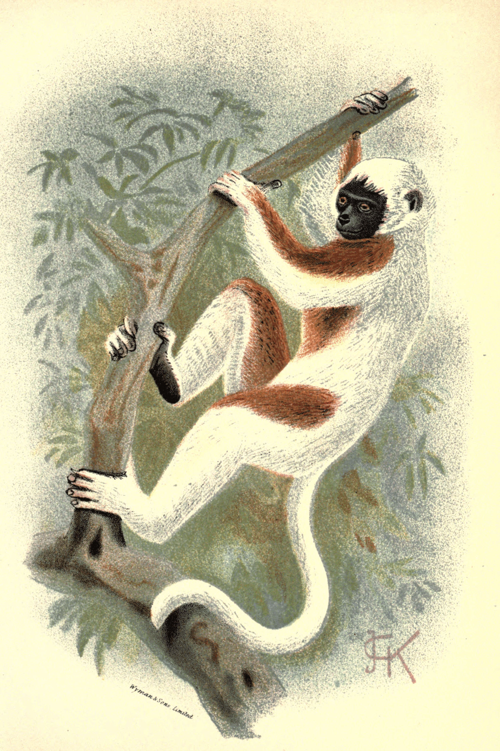 Plate XI.