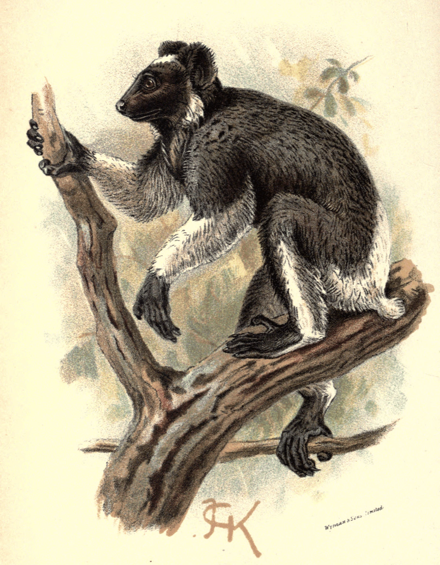 Plate XII.