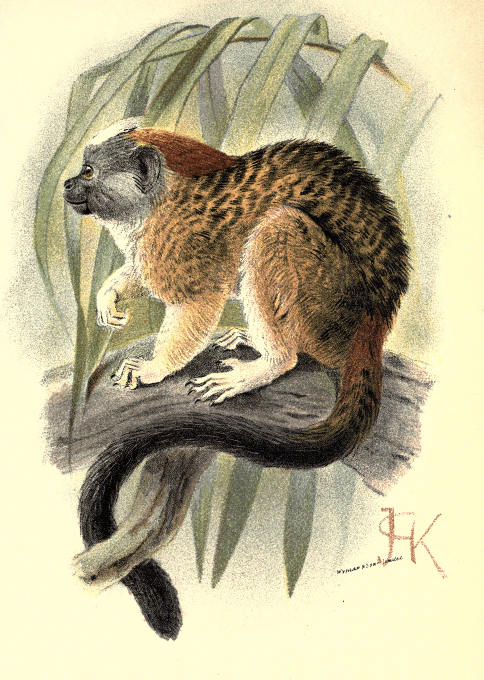 Plate XIII.