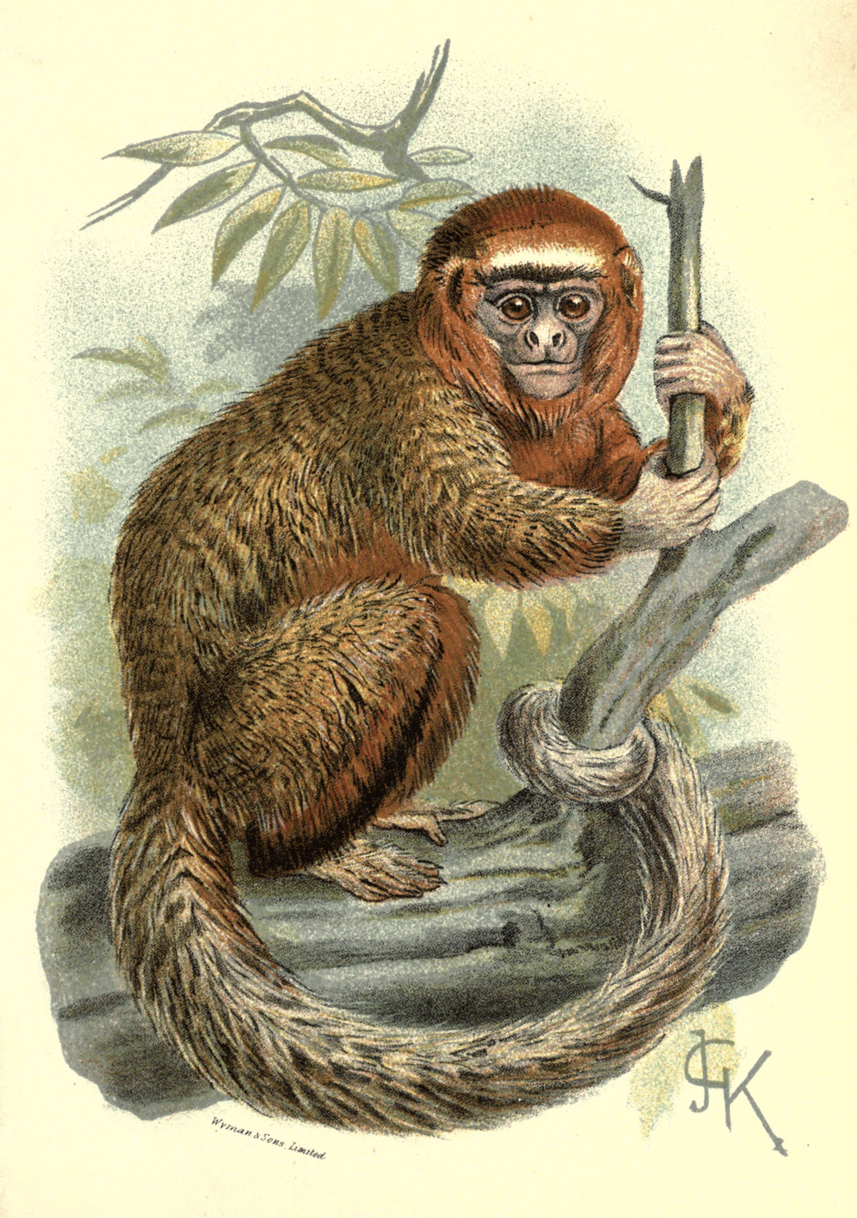 Plate XIV.