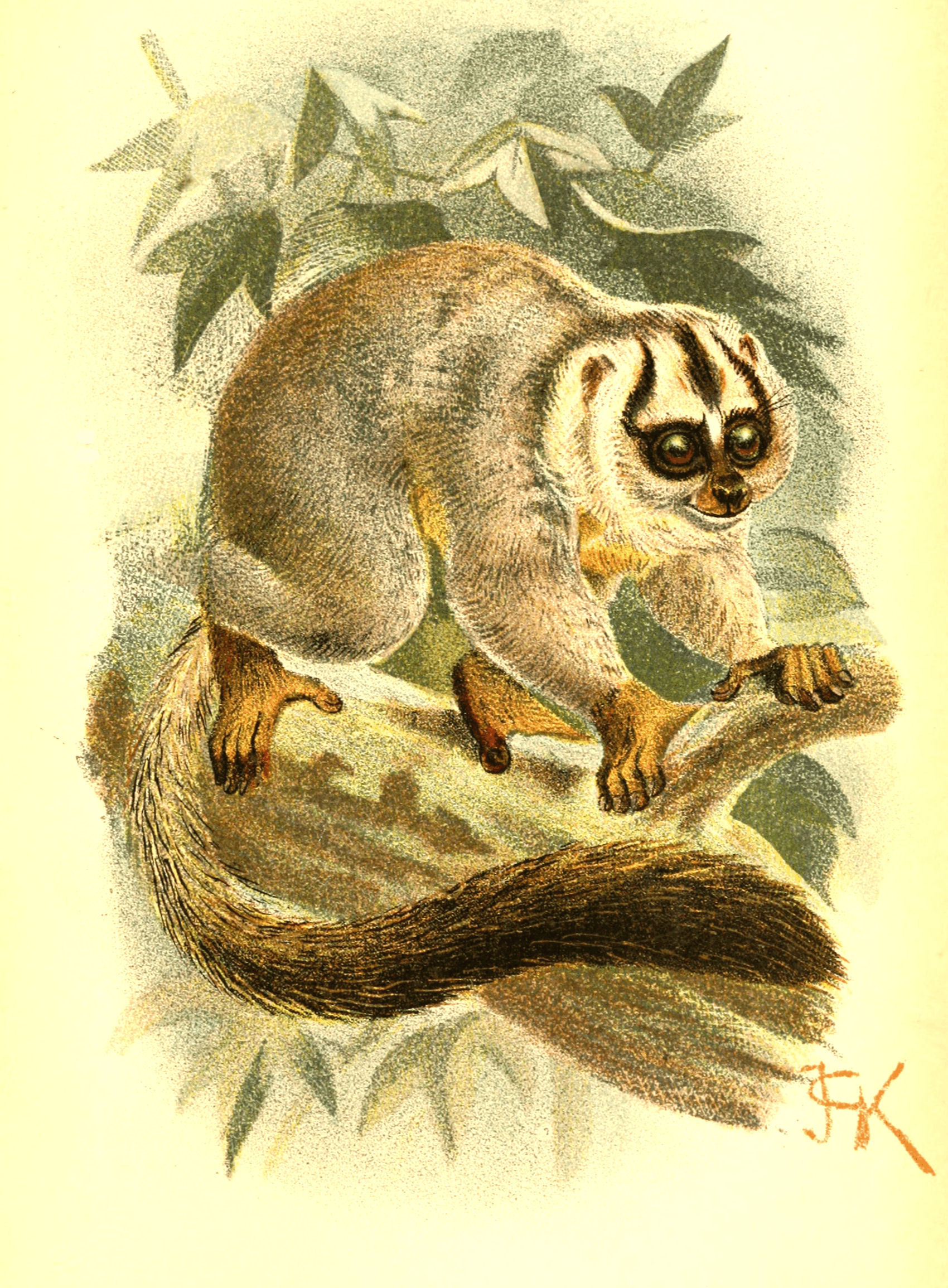 Plate XV.