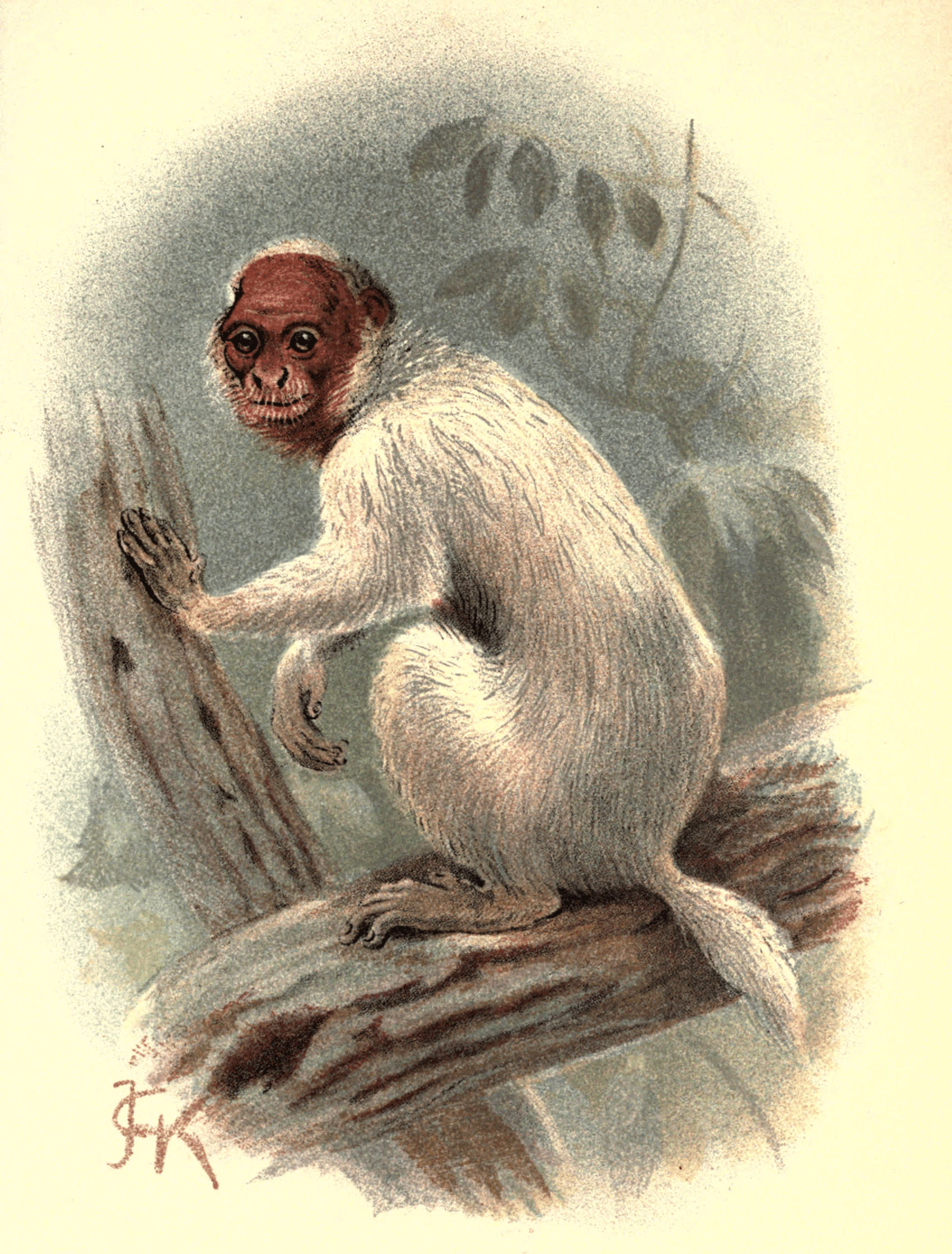 Plate XVI.