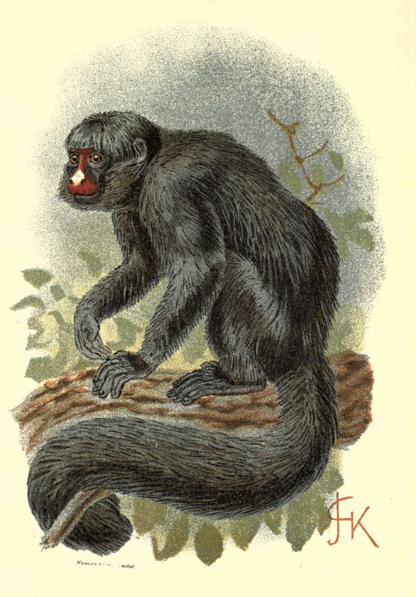 Plate XVII.