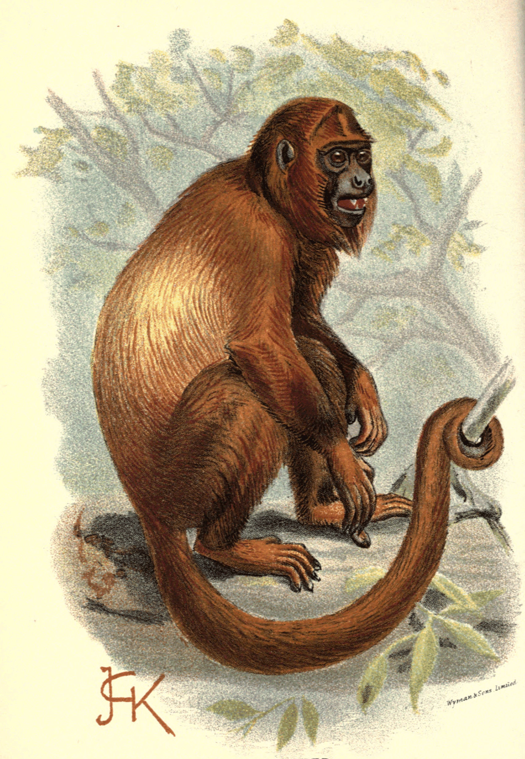 Plate XVIII.