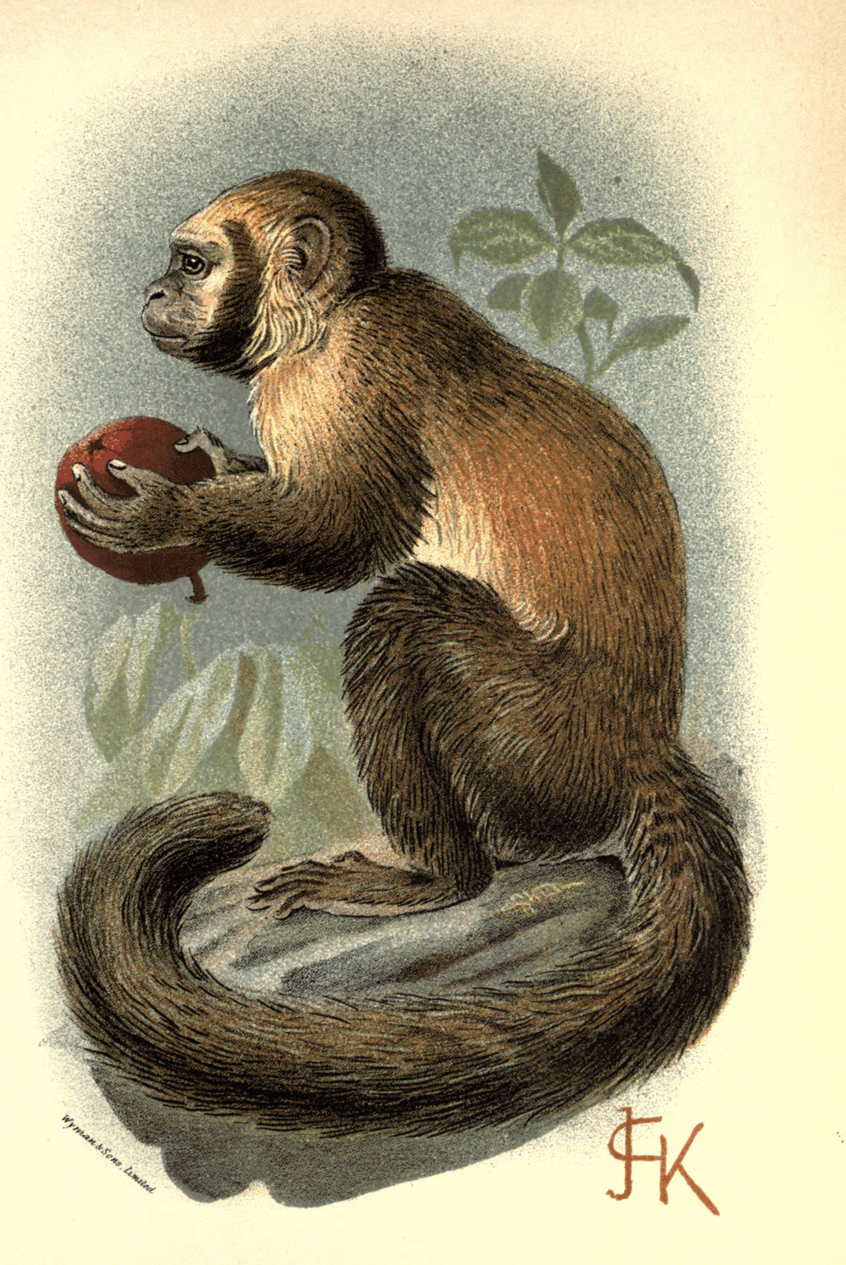 Plate XIX.