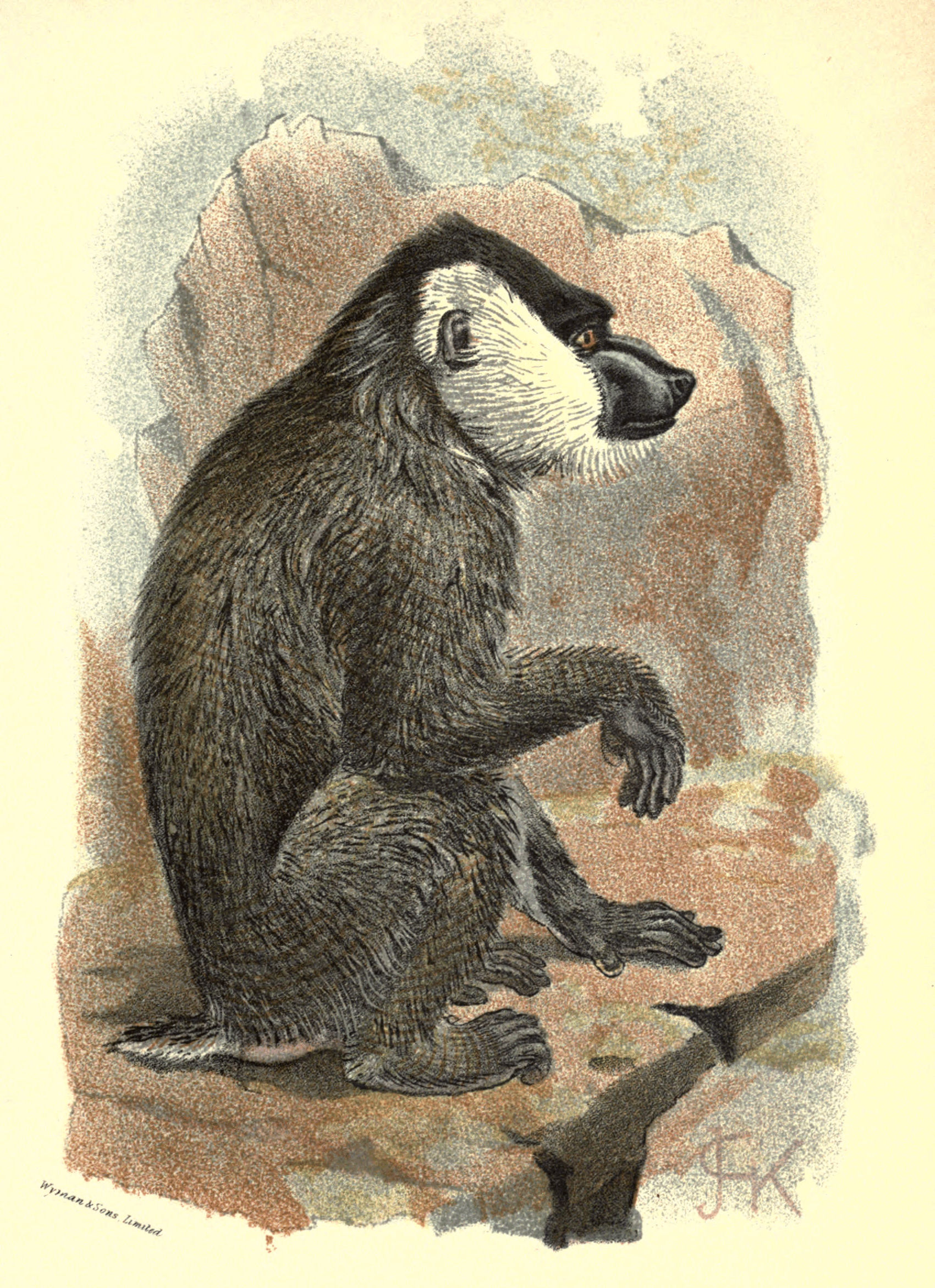 Plate XXII.