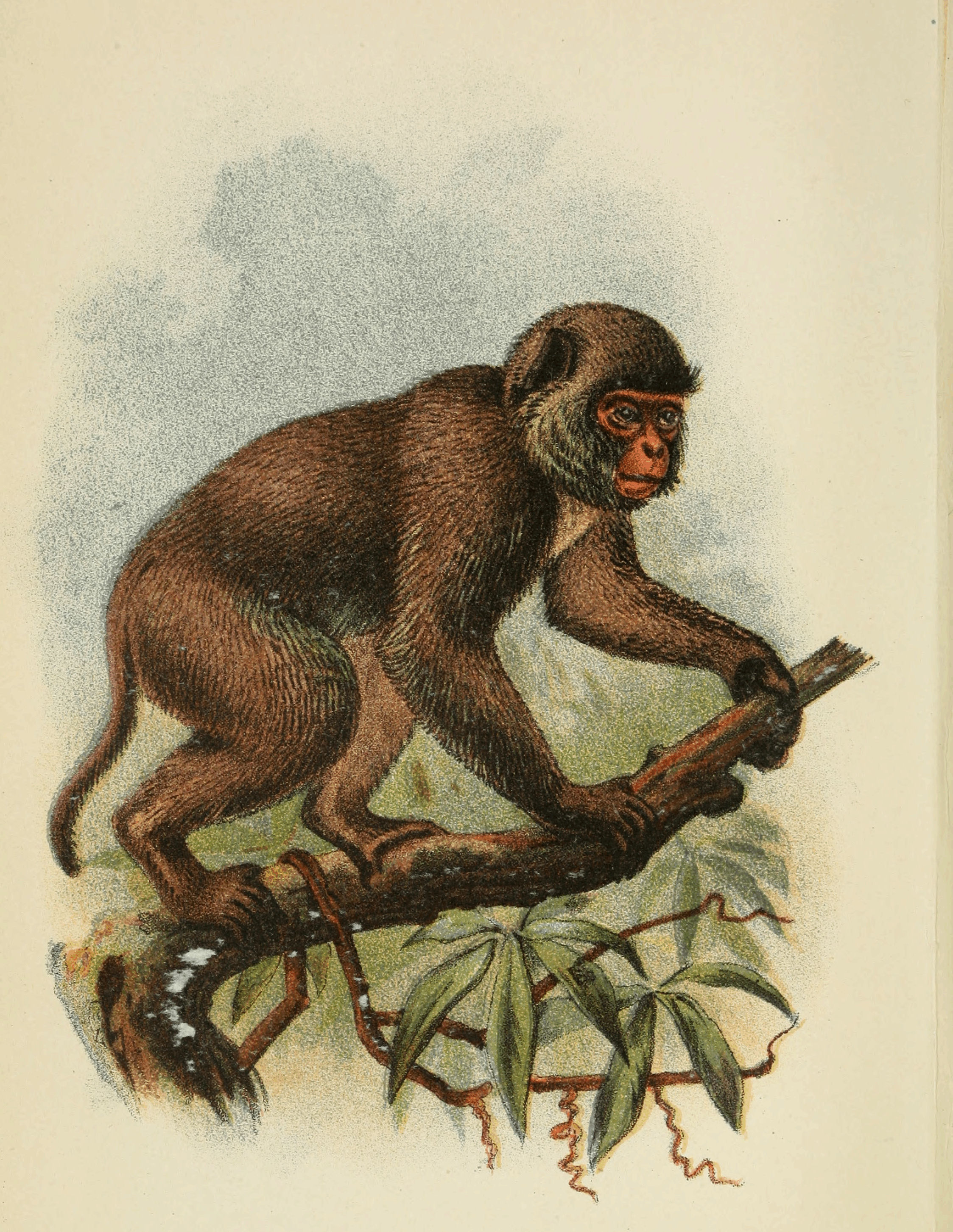 Plate XXVI. Plate XXVI.