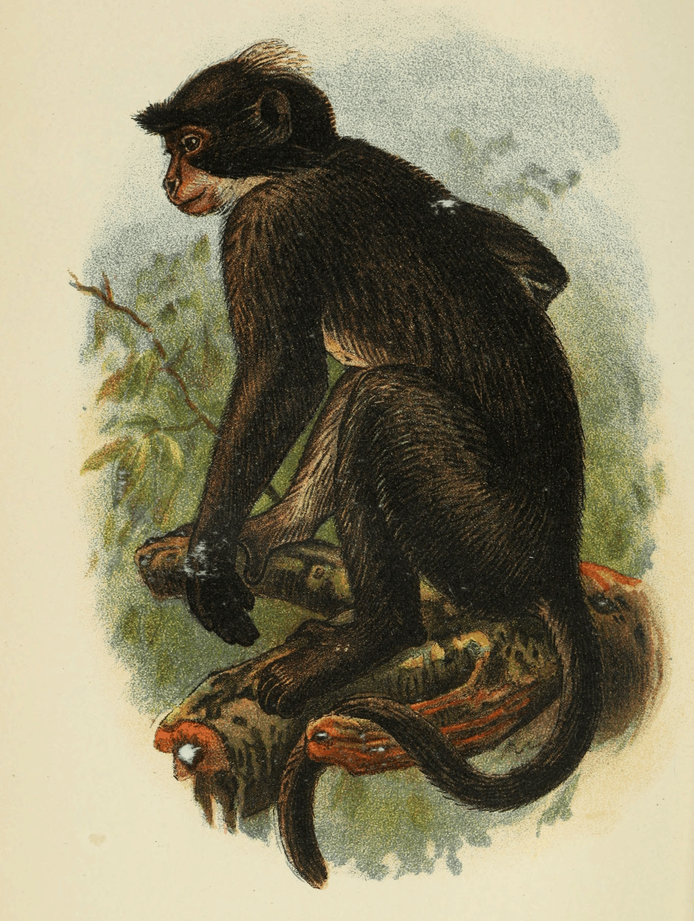 Plate XXVII. Plate XXVII.