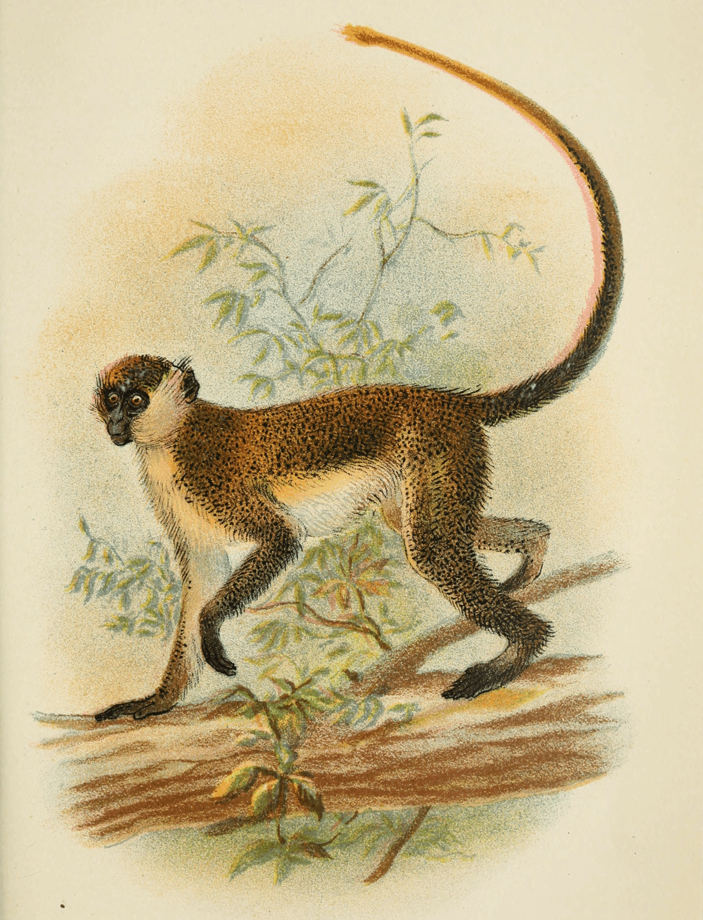 Plate XXVIII. Plate XXVIII.