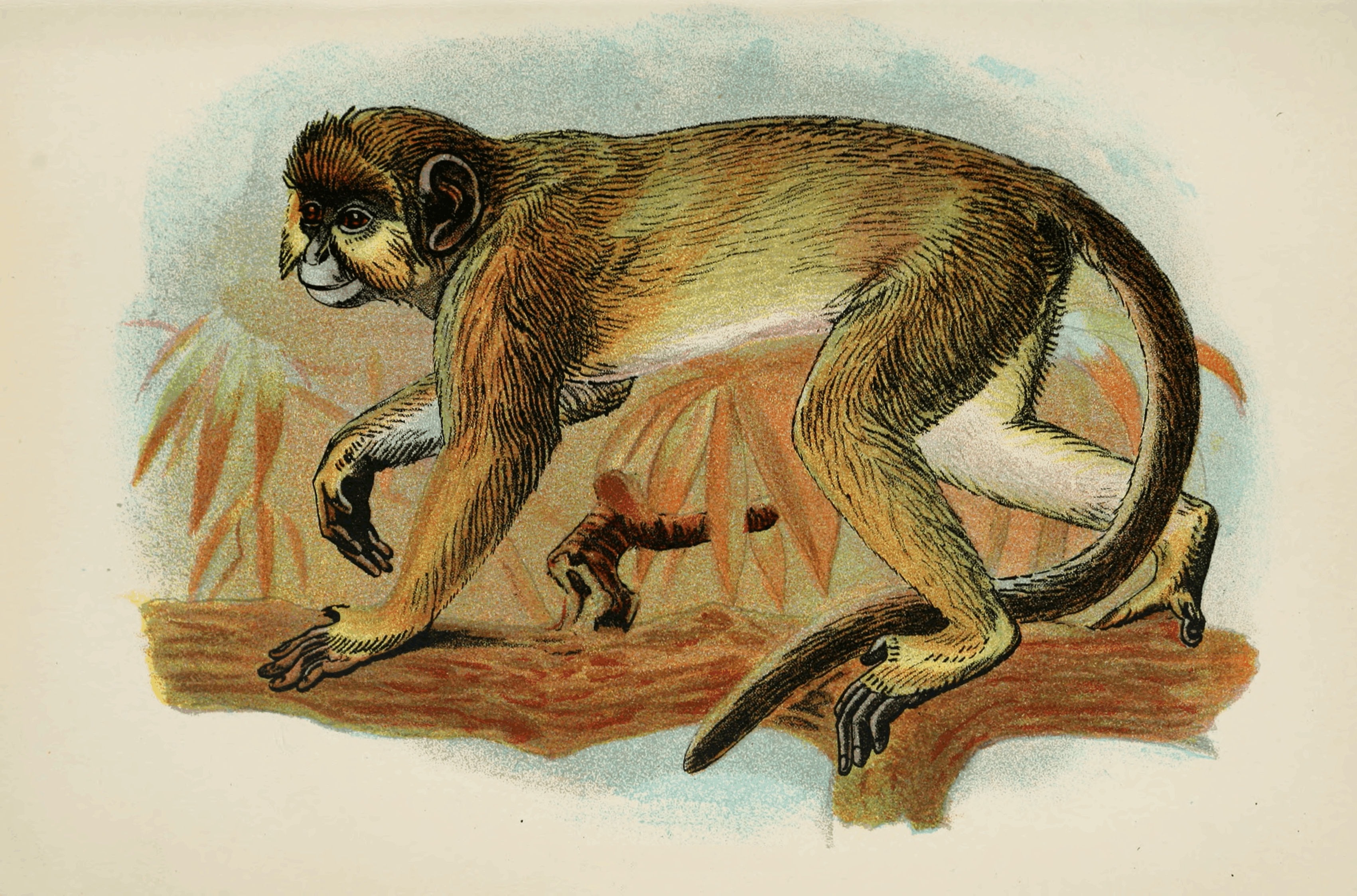 Plate XXXII. Plate XXXII.