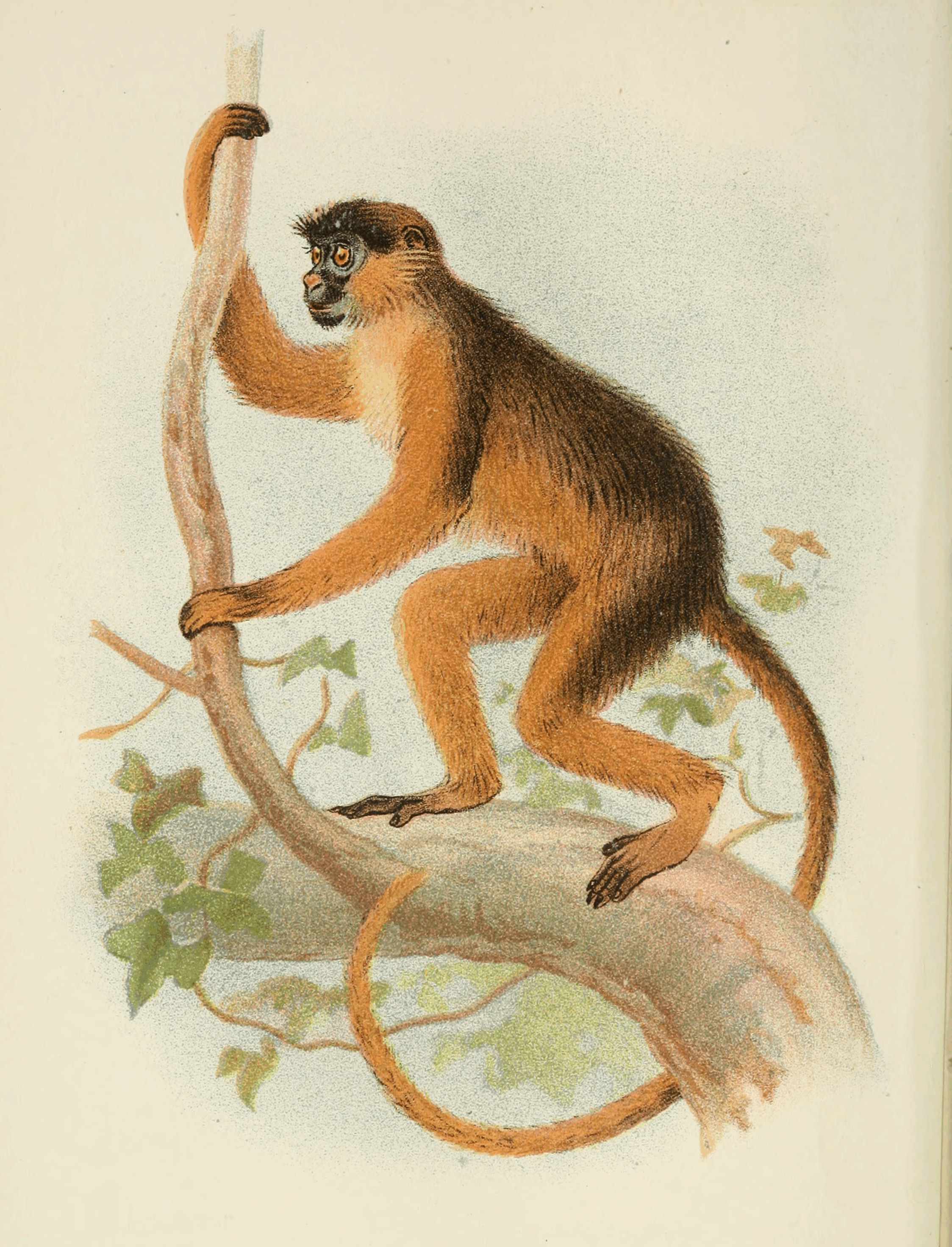 Plate XXXIII. Plate XXXIII.