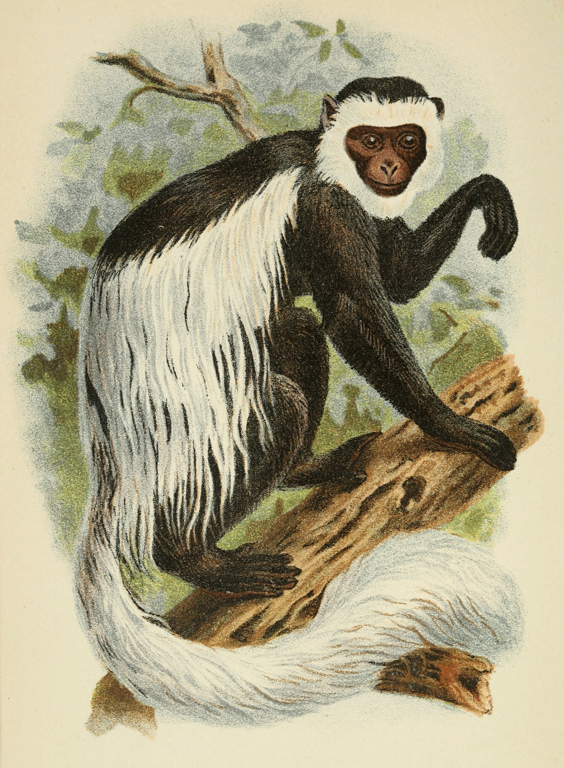 Plate XXXIV. Plate XXXIV.