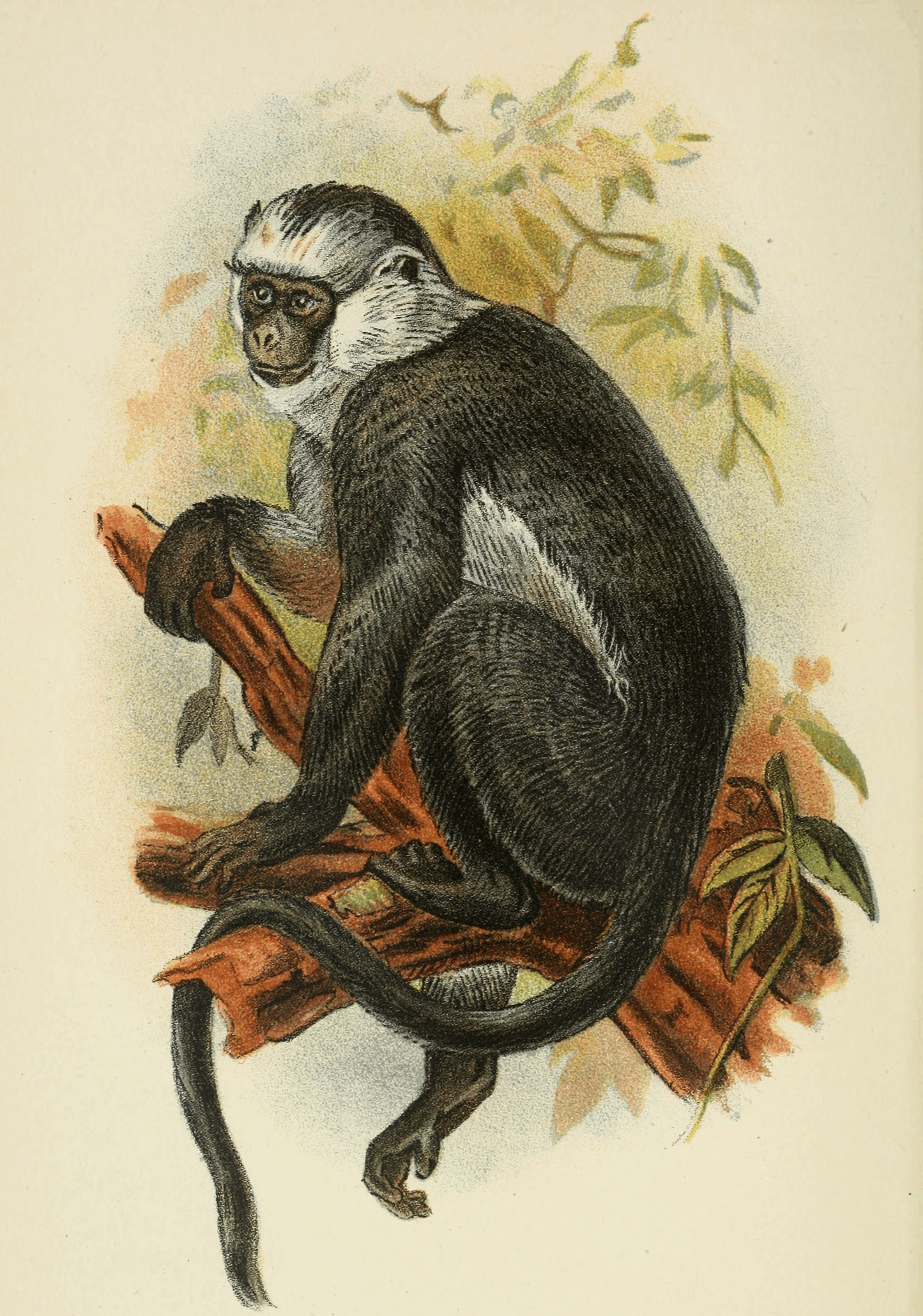 Plate XXXV. Plate XXXV.