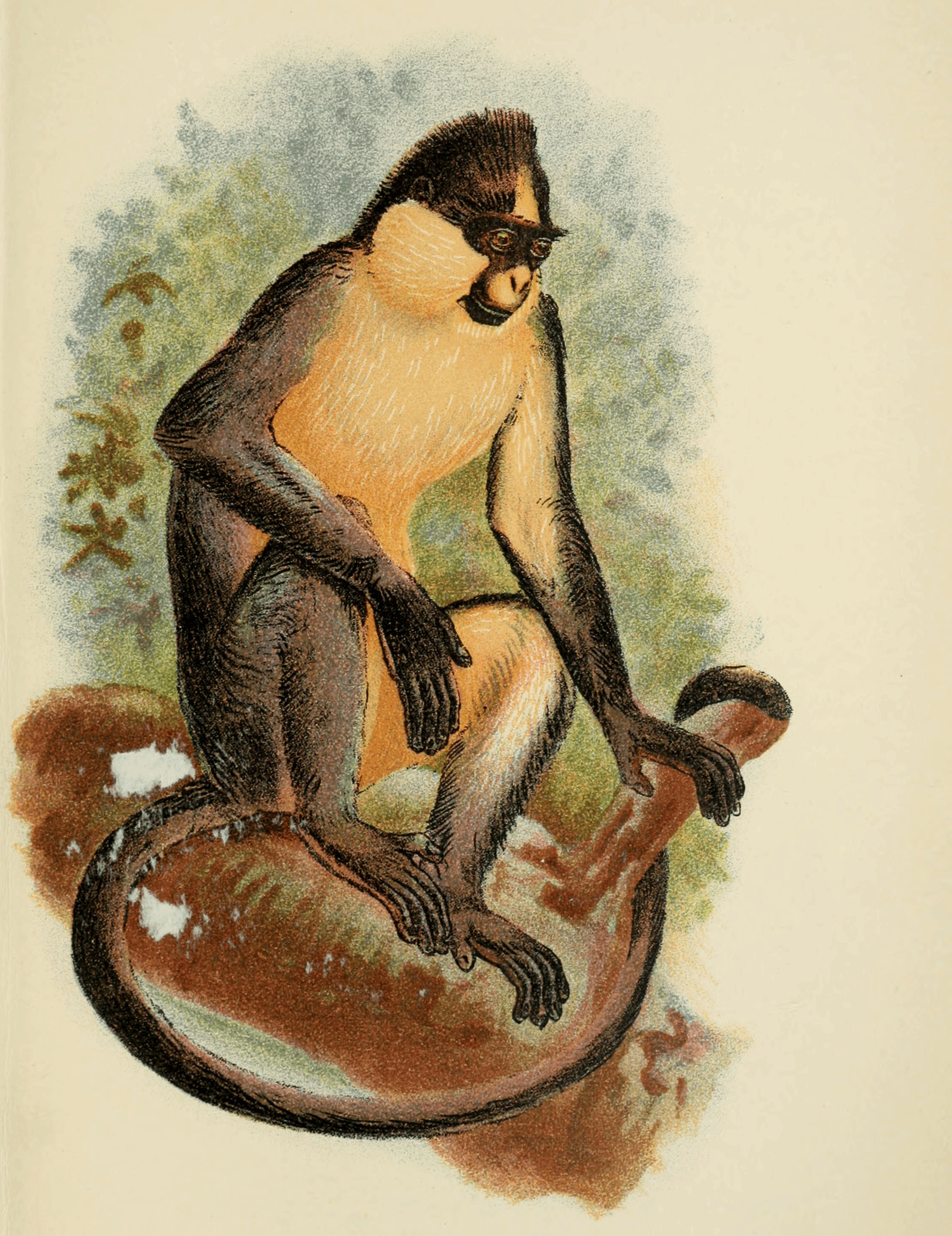 Plate XXXVI. Plate XXXVI.