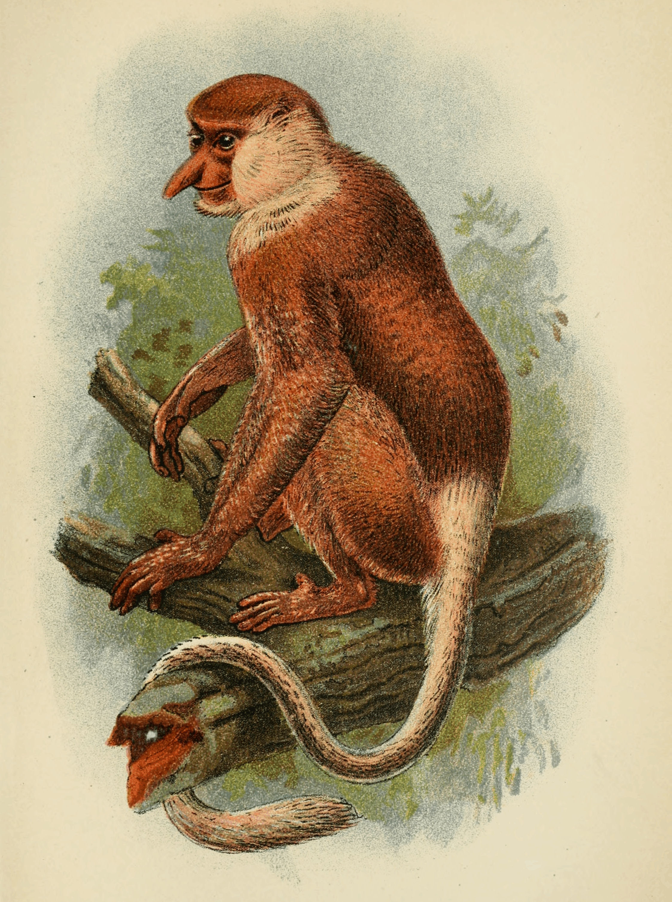 Plate XXXVII. Plate XXXVII.