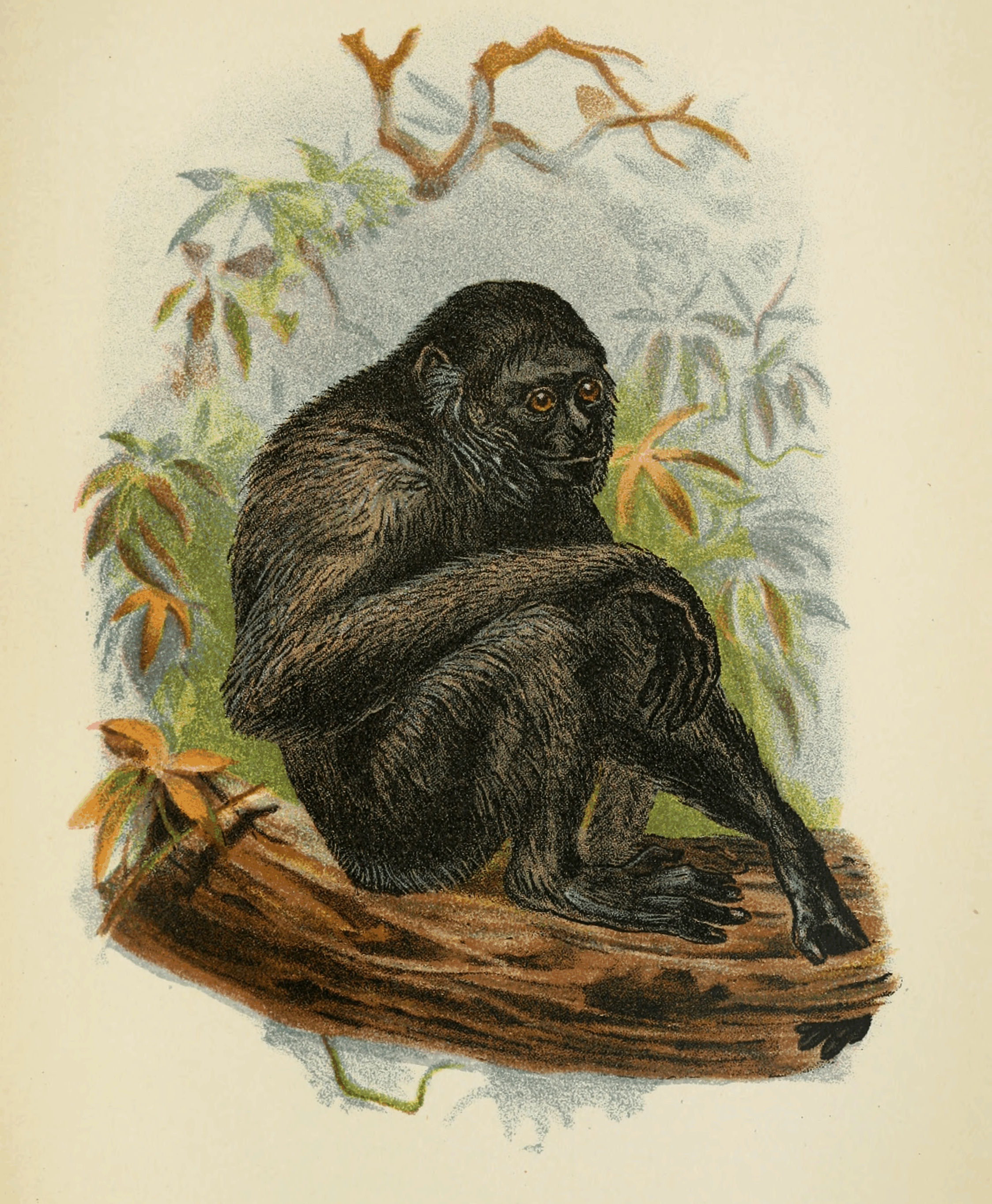 Plate XXXVIII. Plate XXXVIII.