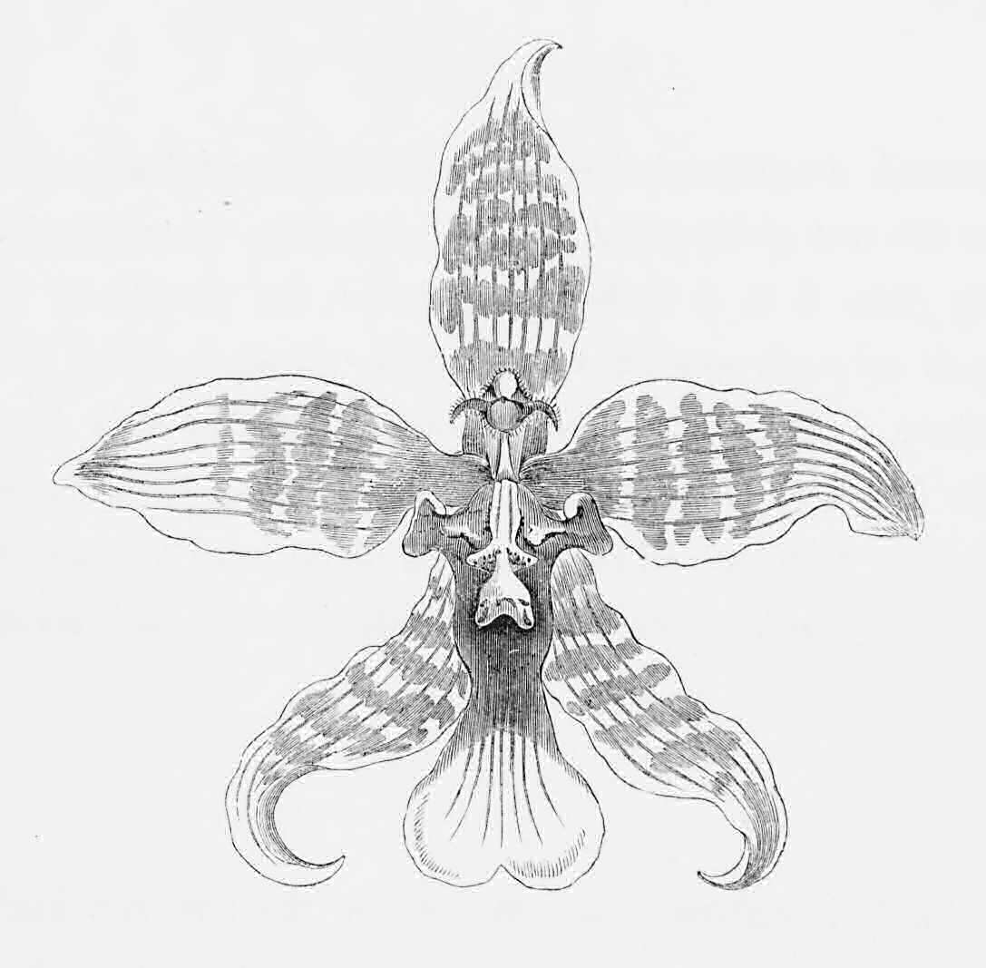 Flower of a large variety of     Odontoglossum Insleayi