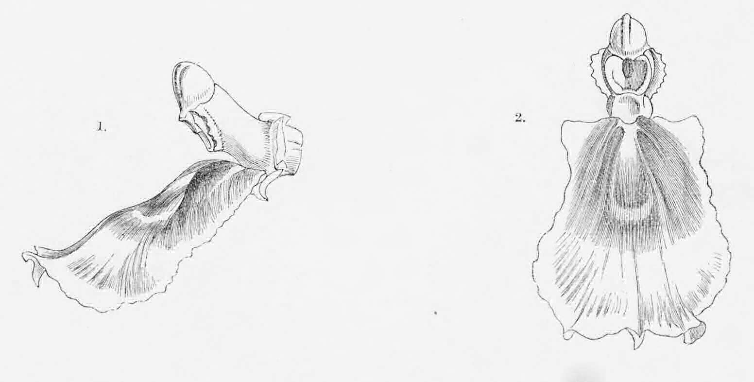 Dissections of Odontoglossum     Reichenheimii