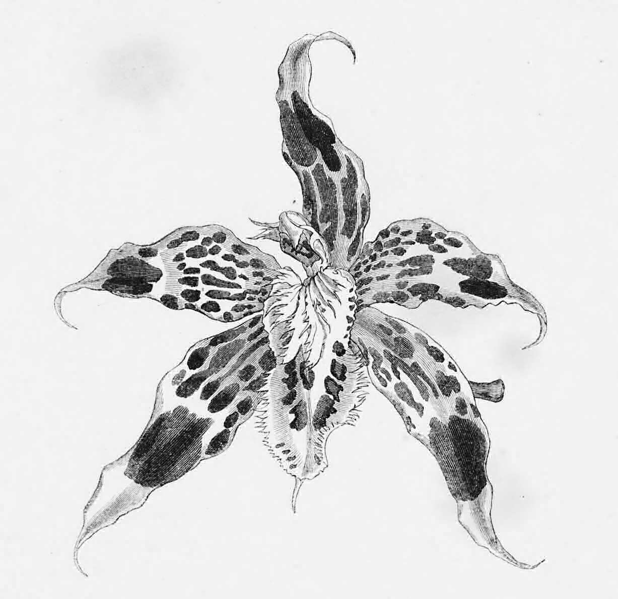 Solitary flower of a large variety of     Odontoglossum Hallii