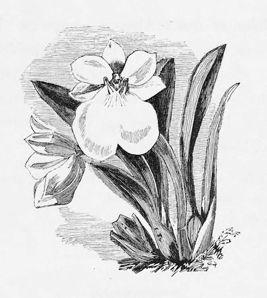 A small specimen of Odontoglossum     vexillarium