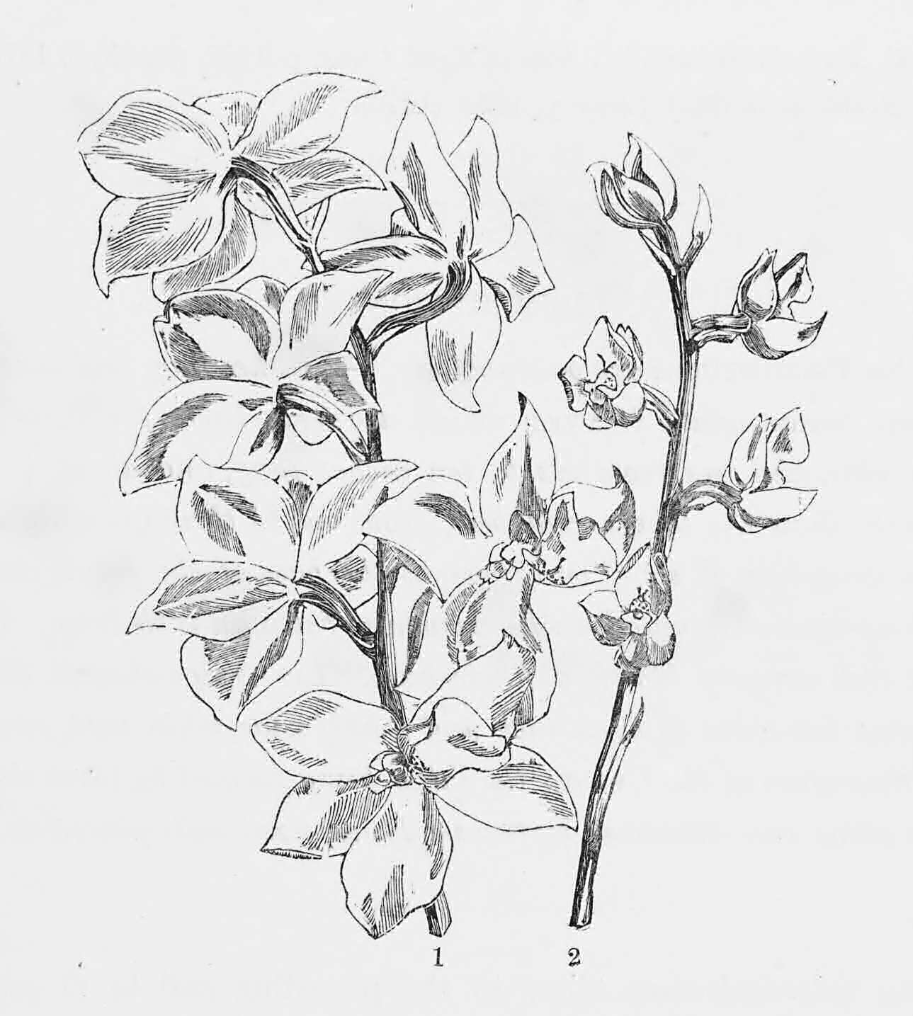 Odontoglossum pulchellum and     Odontoglossum Egertonianum