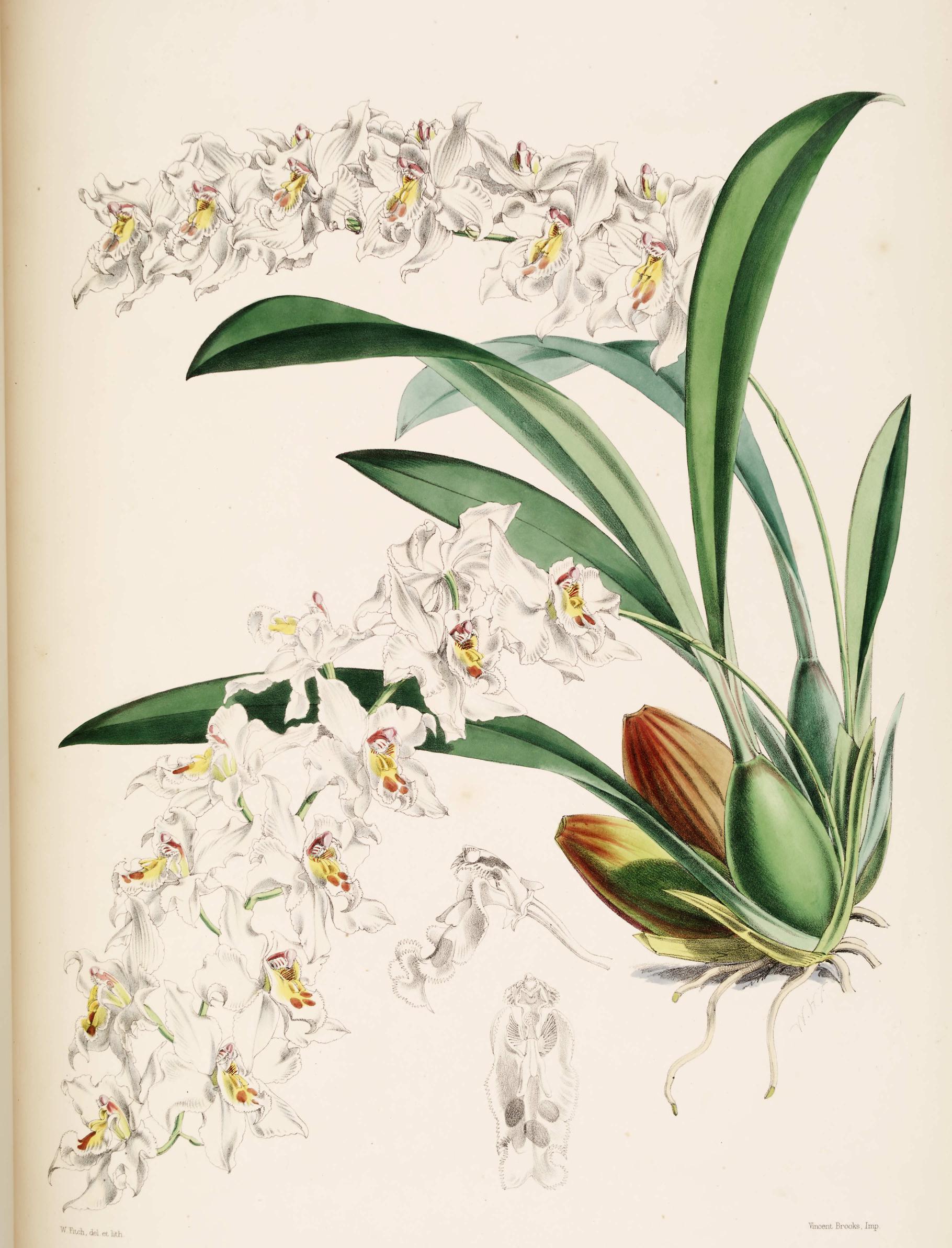 Odontoglossum Alexandræ. (<i>Weirs     variety</i>)