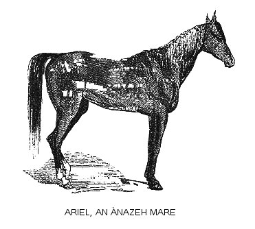 Ariel, an Ánazeh Mare