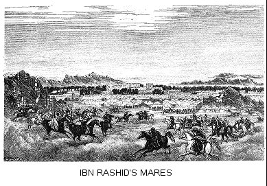 Ibn Rashid’s Mares