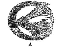 Plan view of hollow