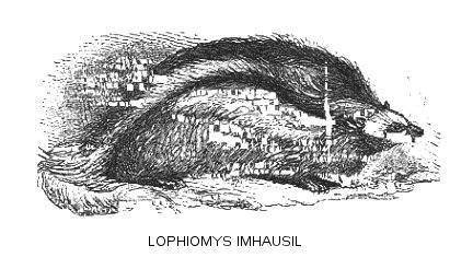 Lophiomys Imhausii