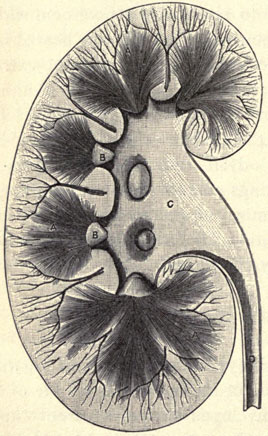 Illustration: