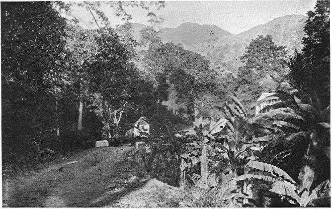 FOREST SCENERY, JAMAICA. [P. N. Edwards, Photo. Photograph of forest scenery in Jamaica.