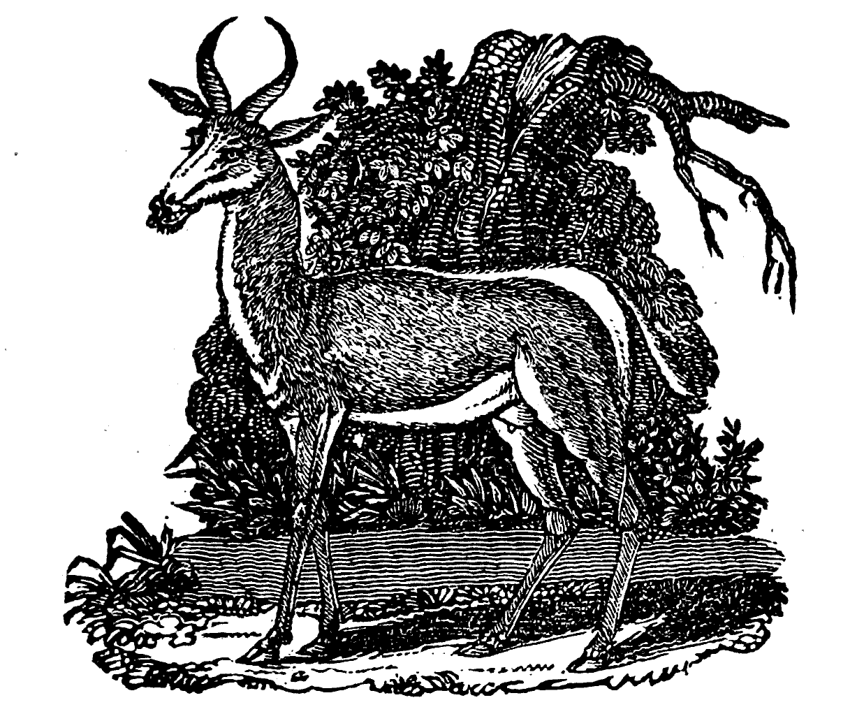 a wild deer