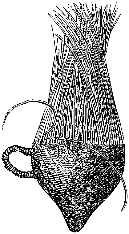 Fig. 295. Alternation of intersection, producing oblique or spiral ribs