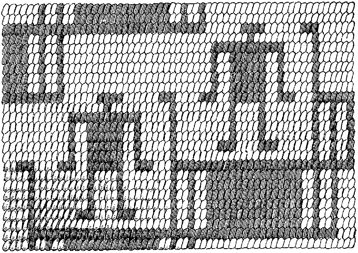 Fig. 339. Conventional figures from a California Indian basket