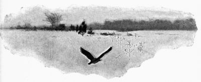 bird in flight bird in flight