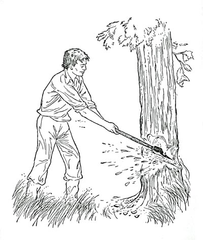 Abe felling a tree Abe felling a tree