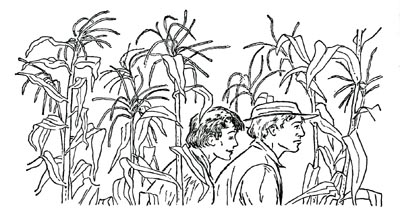 Walking through the corn. Walking through the corn.