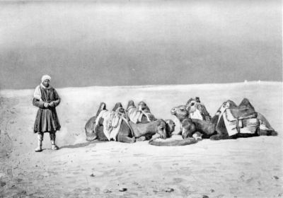 Author's Camels being Fed in the Desert. Author's Camels being Fed in the Desert.