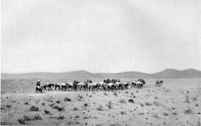A Caravan of Donkeys in Afghanistan. A Caravan of Donkeys in Afghanistan.