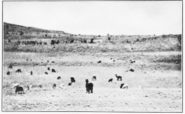 Image unavailable: A PASTURE FOR SHEEP AND ALPACAS