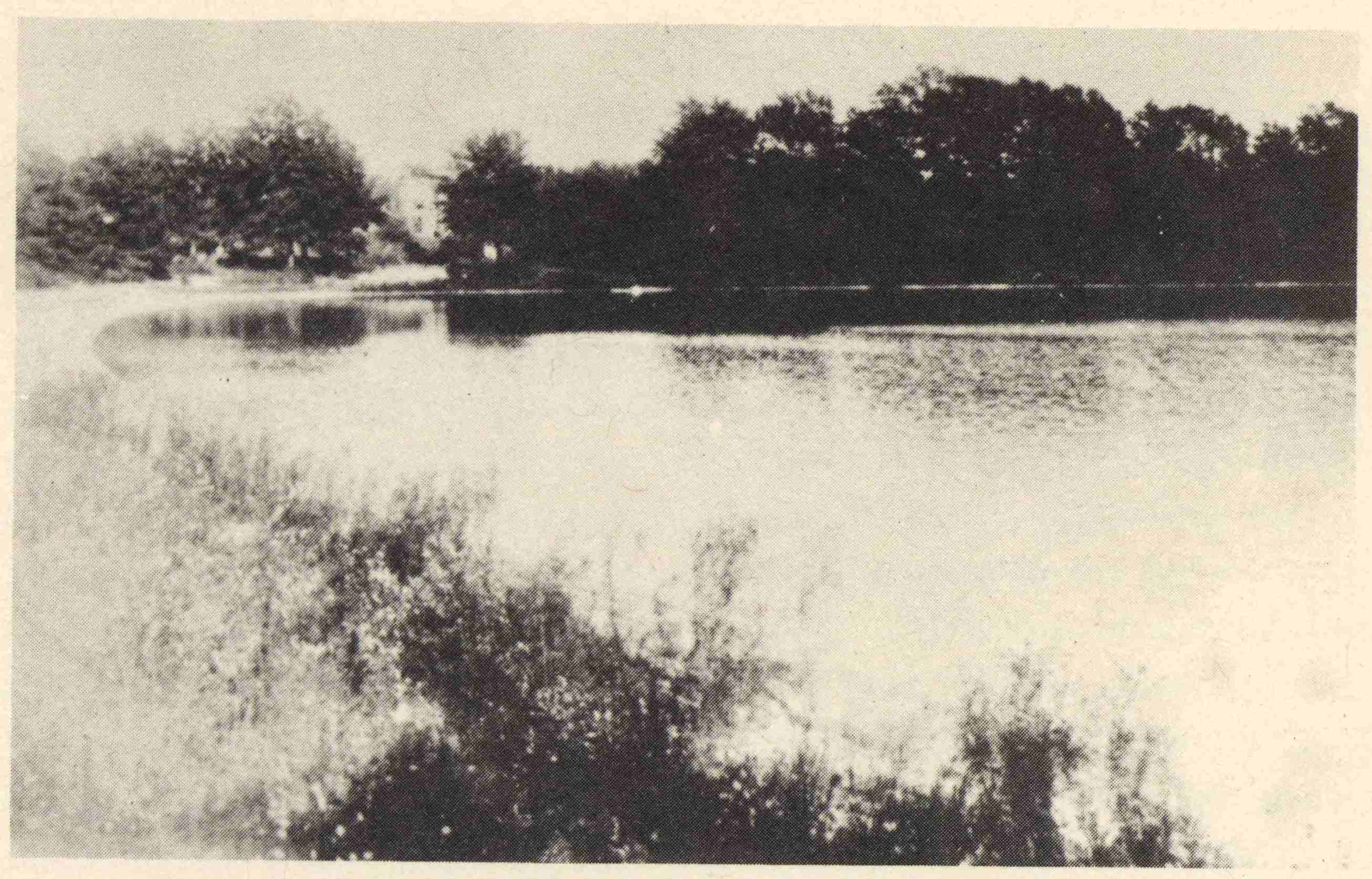 View from the Pond