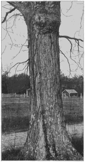 Coffee tree