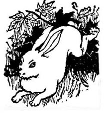 Rabbit Rabbit