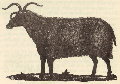Wether sheep pack-animal