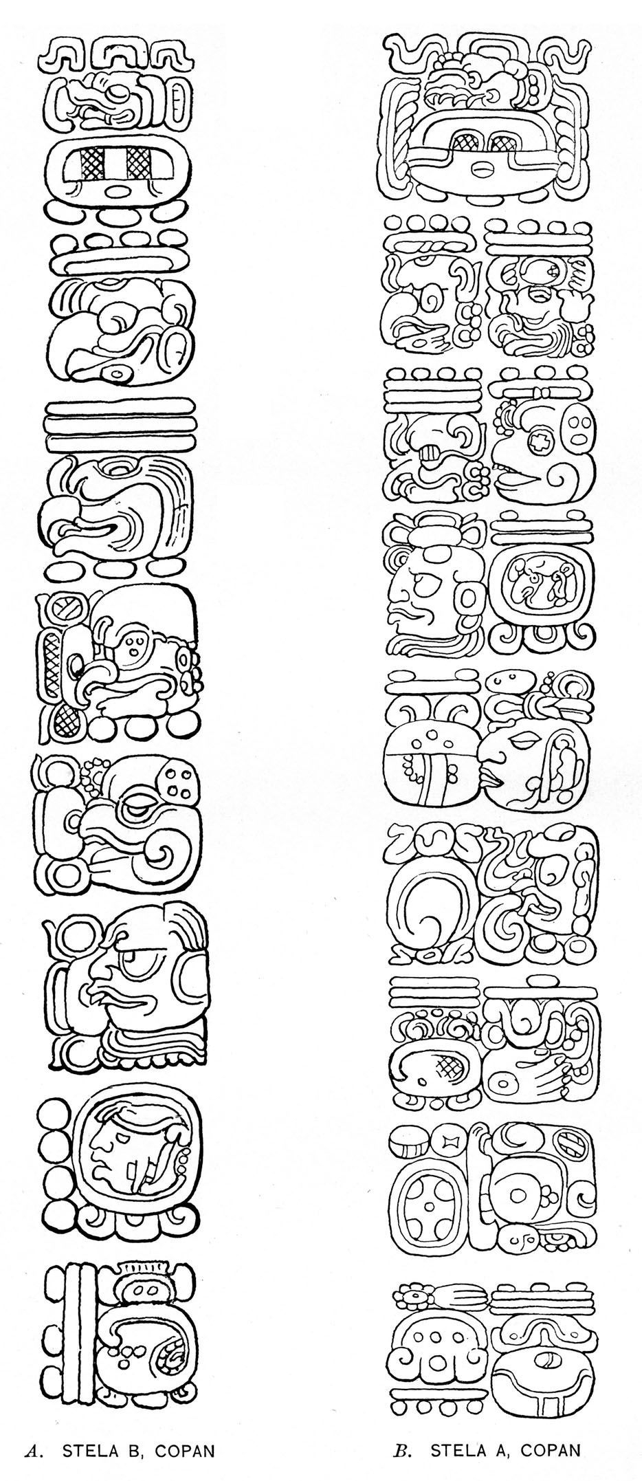 Plate 7