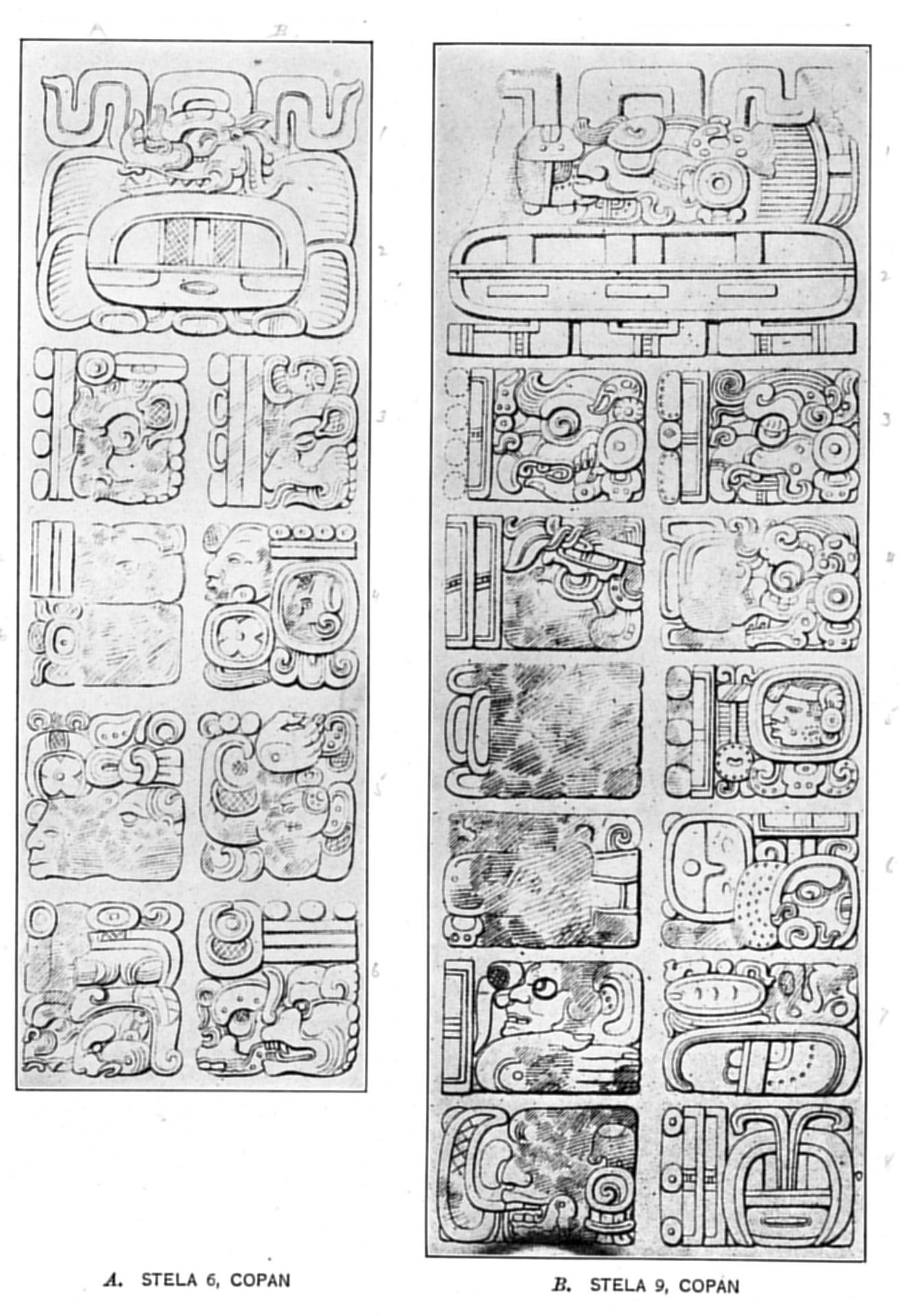 Plate 8